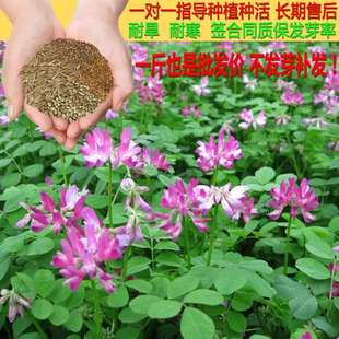 Milk Vetch Seeds, Nectar Plants, Grass Seeds, Pasture Grass Seeds, Beekeeping Red Flower Orchard Green Manure Seeds