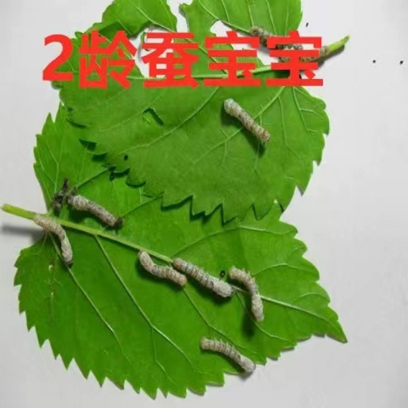 2년생 누에 50마리 + 작은 상자 + 뽕잎