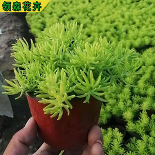 Gold Buddha's Hair Grass Square Plate Gold Buddha's Hair Grass Price | Special Lawn for Roof Greening Buddha Grass