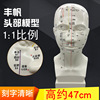 Head acupuncture acupoint Model chinese medicine teaching human body Main and collateral channels Acupoints face Large Decoration