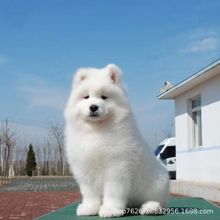 纯种熊版萨摩耶雪橇犬幼犬活体狗小狗活狗宠物狗中型护卫犬工作犬