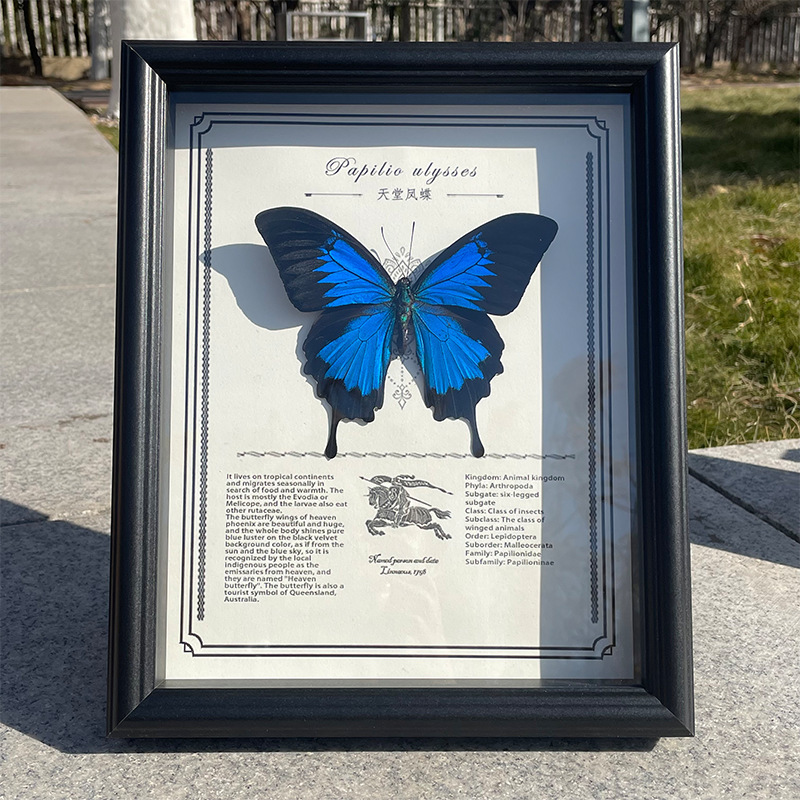 Paradise Monarch Blue Real Butterfly Specimen Photo Frame Art Finished Display Frame Boy Couple Girlfriend Birthday Gift