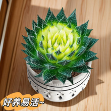 �ﶬ�ͺ�����ѩ����¶�J�C�W�t�Gֲ���B�׻��ļ����G����ȩ