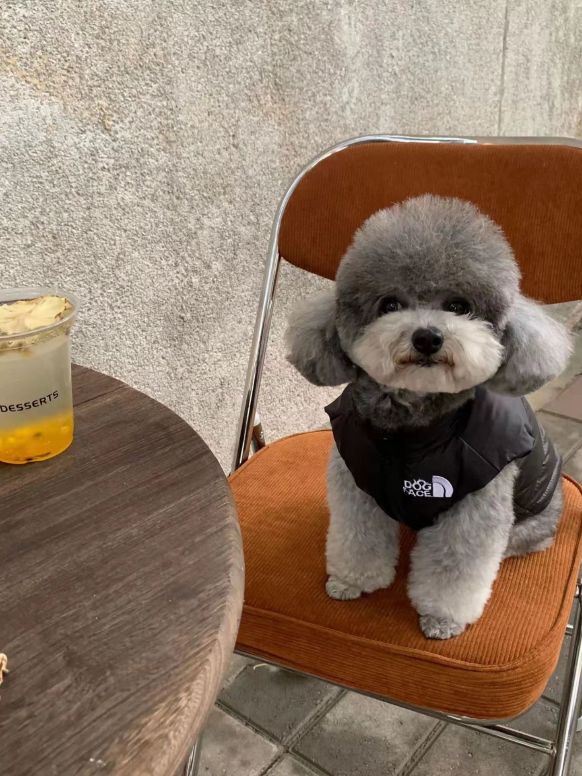 HG 작은 개 개 옷 가을과 겨울 따뜻한 애완 동물 다운 재킷 조끼 방법 개 테디 옷 겨울