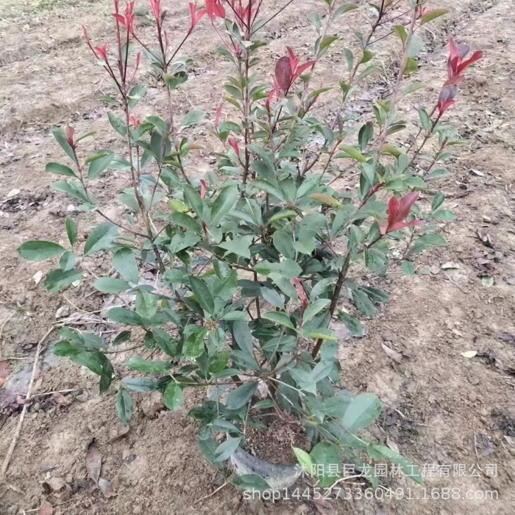 Основание из красного листа холли, большие ведра для рассады из красного листа холли, большая чашка для общественного сада из красного листа холли, маленькая чашка из красного листа холли