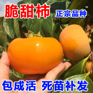 Persimmon Tree Live Seedlings, Crisp and Sweet Persimmon Seedlings, Courtyard Fruit Trees, Persimmon Tree Fruit Seedlings Planted in the North and South, Persimmon Trees That Bear Fruit in the Same Year