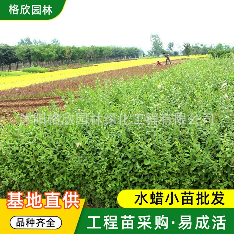 База снабжения водой воск рассада парк Four Seasons проект озеленение рассады Лиственные кустарники полные спецификации большое количество отлично