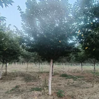 北方乔木阳光樱 庭院地载植物风景树阳光樱 基地报价高杆阳光樱