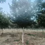 北方基地庭院植物乔木