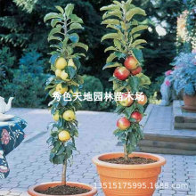 柱状苹果果树苗阳台庭院四季种植南方北方盆栽地栽红肉苹果水果苗
