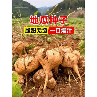 ���Rɽ�عϛ����N�ѷN����ˮ���عϰ�ȿ�����ļ�����ɳ�Nֲ������