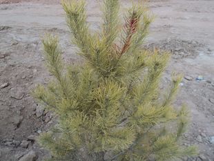 Sylvestris Pine, Welcoming Pine, Podocarpus, Weeping Willow, Ginkgo, Boxwood, Mountain Peach, Spruce, Mountain Apricot, Red Prince Brocade, Water Wax and White Wax