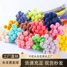 永生黄金球永生花花束DIY材料花材拍摄道具家居装饰黄金球永生花