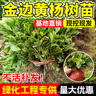 ��߅�S������ͺ�С�~�G�hͥԺ�G�����̄e���������ͺ��ļ�ֲ��