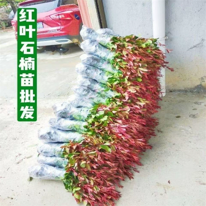 Красные листья из поколения в поколение зеленые саженцы вереска