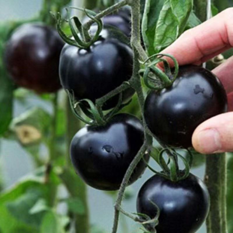 新品黑色小番茄种子高产小西红柿四季播圣女果季盆栽阳台水果种籽