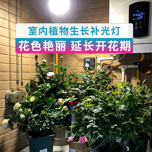 ✅ Full Spectrum Imitation Sunlight Lamp Sunlight Vegetable Strawberry Flower Seedling Indoor Succulent Plant Lamp Plant Fill Light