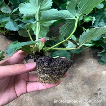 ��ݮ�����l ����2̖ ���S��Ʒ�N��ݮ�� Ѩ�P�� ��ݮ���a��