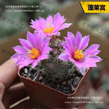 ���ֺ���������ϵ���ճ��������B����ϼ��M�϶�ë��������