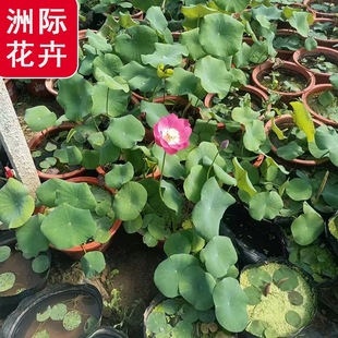 Lotus Seedlings Aquatic Greening Plants Pond Pond Greening Ornamental Aquatic Plants Lotus Seedlings