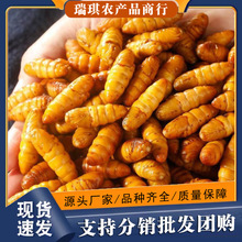 金丝蚕蛹鲜活新鲜冷冻5斤山东特产黄金蝉蛹油炸小桑蚕蛹商用烧烤