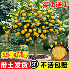 ��Ƥ��ێ����l؛���Ԙ����ļ������ʳ���������Ƥ�����҃ȳ��G