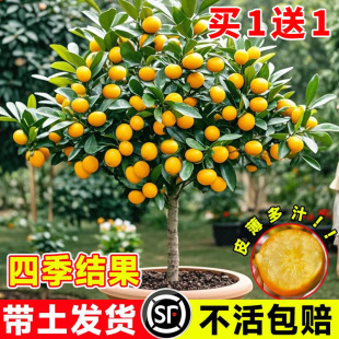 ��Ƥ��ێ����l؛���Ԙ����ļ������ʳ���������Ƥ�����҃ȳ��G