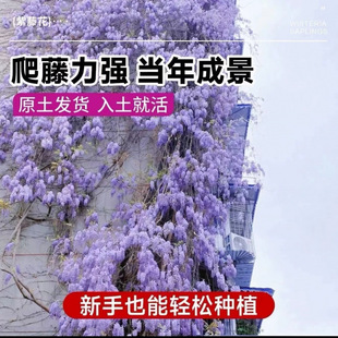 ���ٻ����٘������Ի��������}��������ֲ��ͥԺ�ļ�����