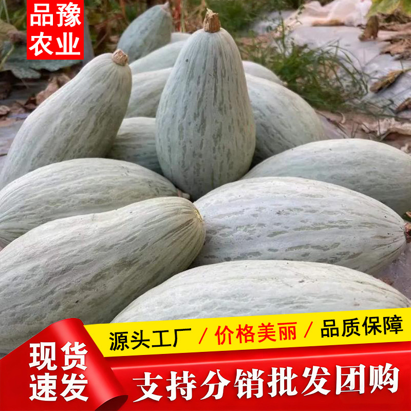 [Wholesale] Xinjiang Noble Pumpkin Powder, Sweet and Fragrant Desert Silver Chestnut Old Pumpkin Baby Food Supplement Dropshipping