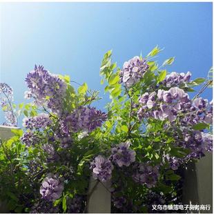 ���ٻ����箔���_�� ͥԺ��ܾG���ļ��Nֲ����ֲ�� �໨������