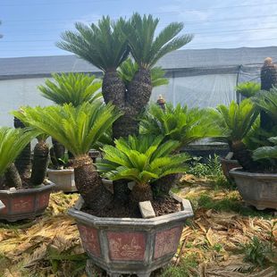 Fujian Iron Tree Base Wholesale Multi-Head Iron Tree Bonsai Origin Planting Complete Specifications Palm Tree Potted Plants