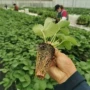 处理育苗草莓组培种苗
