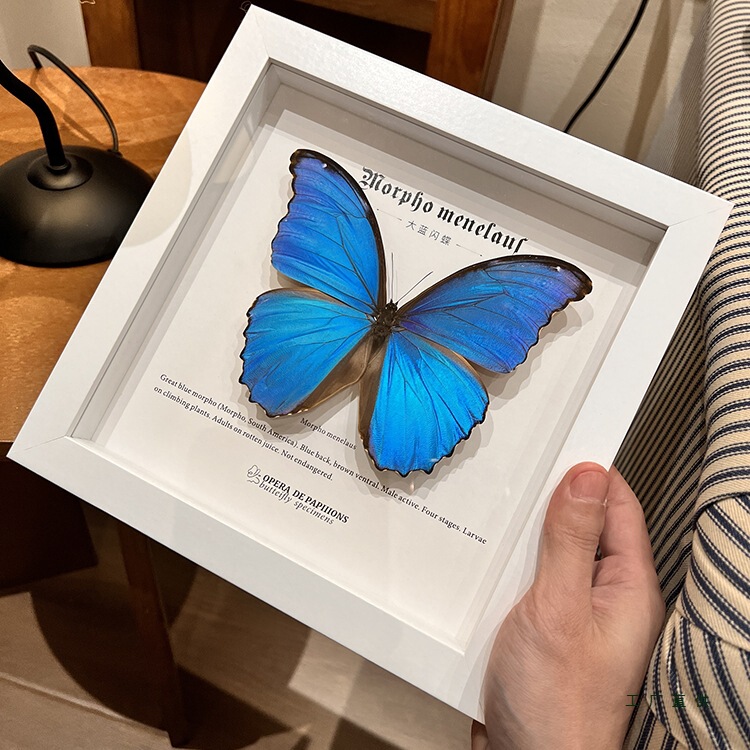 Large Blue Morpho Butterfly Real Butterfly Specimen Finished Product Display Photo Frame Decorative Painting Artwork Insect Ornaments Birthday Gift Large Blue Morpho Butterfly Real Butterfly Specimen Finished Product Display Photo Frame Decorative Painting Artwork Insect Ornaments Birthday Gift