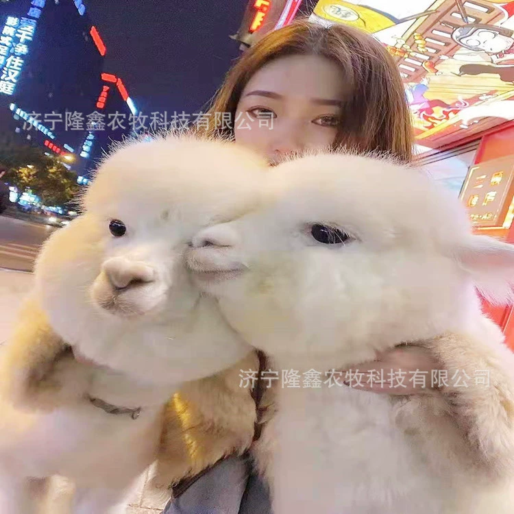 Живописный дом милых питомцев альпака живого питомца альпака живого альпака продается в помещении домашнего питомца альпака