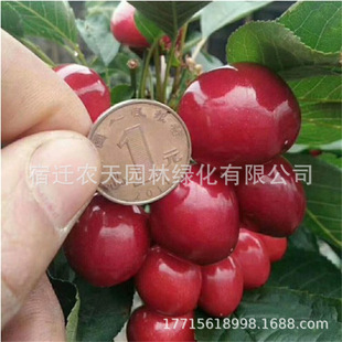 ��ɰ������܇���Ә��簫�����Ԯ���Y���ϱ����Nֲ�ش���ҹ����m