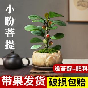 Bodhi Tree Bonsai Xiaopan Bodhi Bonsai Chinese Zen Small Bonsai Indoor Fruit Green Plant Creative Micro Bonsai