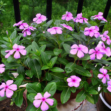 LNӻմNӶ༾_׻ͥԺ҃⻨N