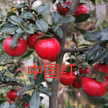 �S��ֱ�N�������辰�������d�����՚��ļ��_���Y��������ĸ��С�~