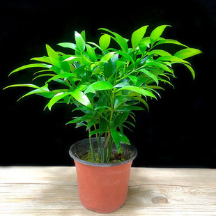 ������ˮ��ֲ�����Ԙ���͏d�Ϙ��k���҃����ӾGֲ����ˮ�B����