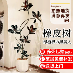 �ڽ�����Ƥ��͏d�����ԾGֲ�k���҃ȴ���ֲ�����ʽ��̖�滨��ֲ