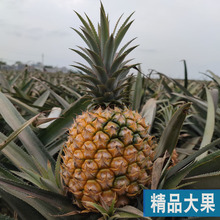 热销广东徐闻菠萝水果10斤装当季香水菠萝新鲜凤梨湛江香脆小菠萝