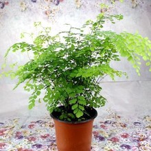 �Gֲ�������ˮ�� �F��ާ�����F�z�ݶ��������G�ݱ��^�~�Gֲ����