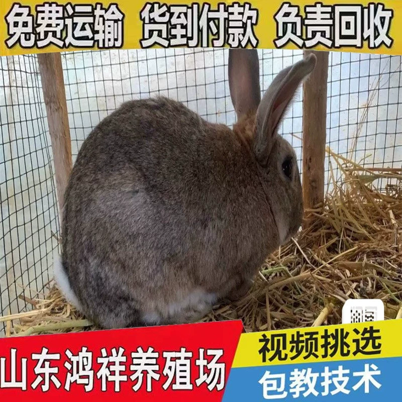 Акция на крупных бельгийских кроликов: высокоурожайные кроличьи базы, цена на беременных кроличьих самок, выгодные цены на разведение кроликов.