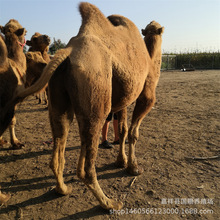 黄双峰骆驼养殖 出售能骑的骆驼一头 纯种骆驼幼崽价格