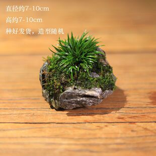 ��ʯ�����辰g��ˮʯ�Gֲ�F��̦����С�����k�����������ˮ��ֲ