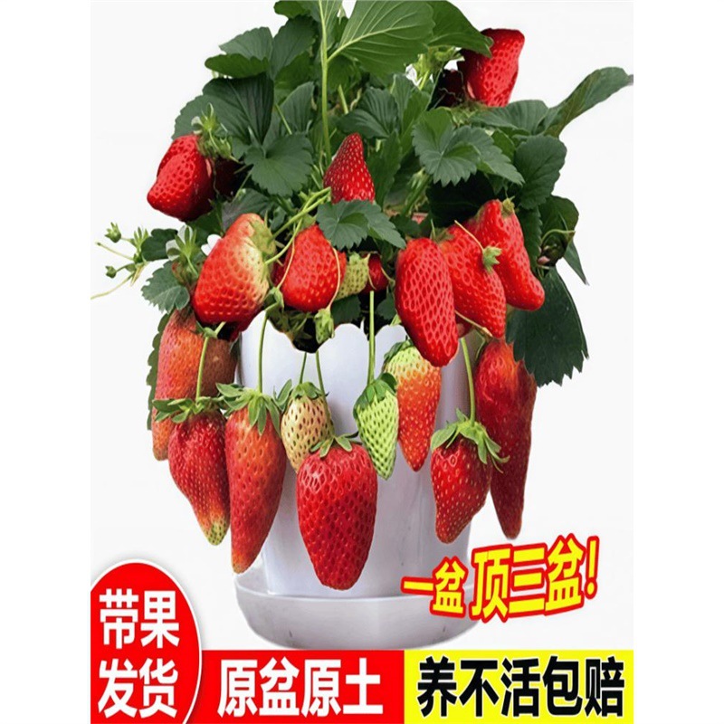 奶油草莓苗秧四季结果草莓盆栽大果种植新苗穴盘苗果树室内绿植物