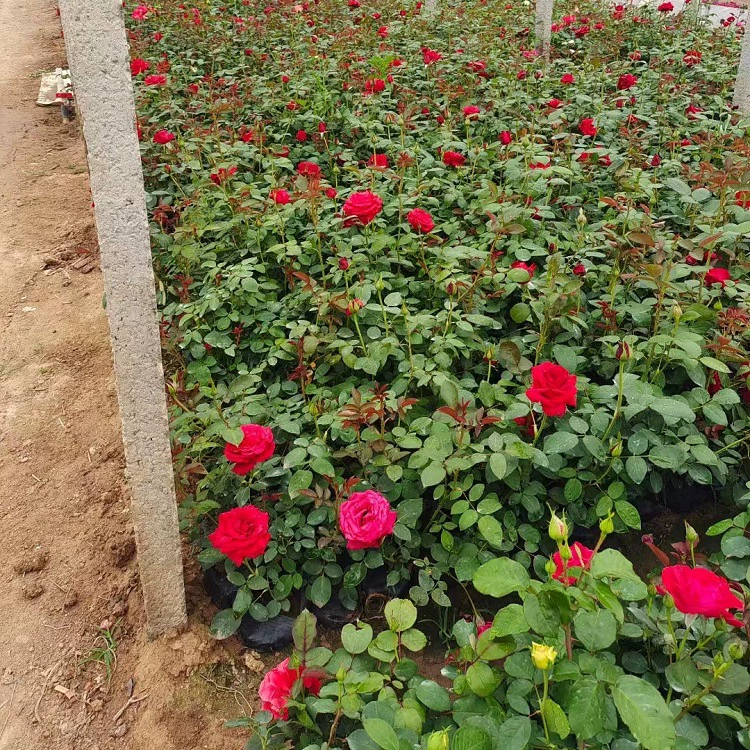 Big Flower Rose Zhongze Цветочная база для рассады Озеленение сообщества с различными цветами и многолетними горшечными растениями оптом