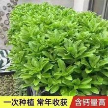 �B�Ĳ˷N�Ӿ��Ĳ˸��}�˷N��Ұ�˷N��ԭ�b�ļ����߲˷N�Ӵ�ȫ���l