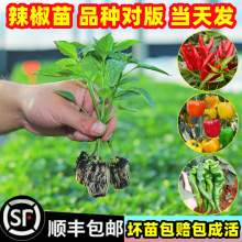 辣椒苗小米辣椒苗秧苗五彩椒朝天椒盆栽辣椒种孑茄子番茄苗蔬菜苗