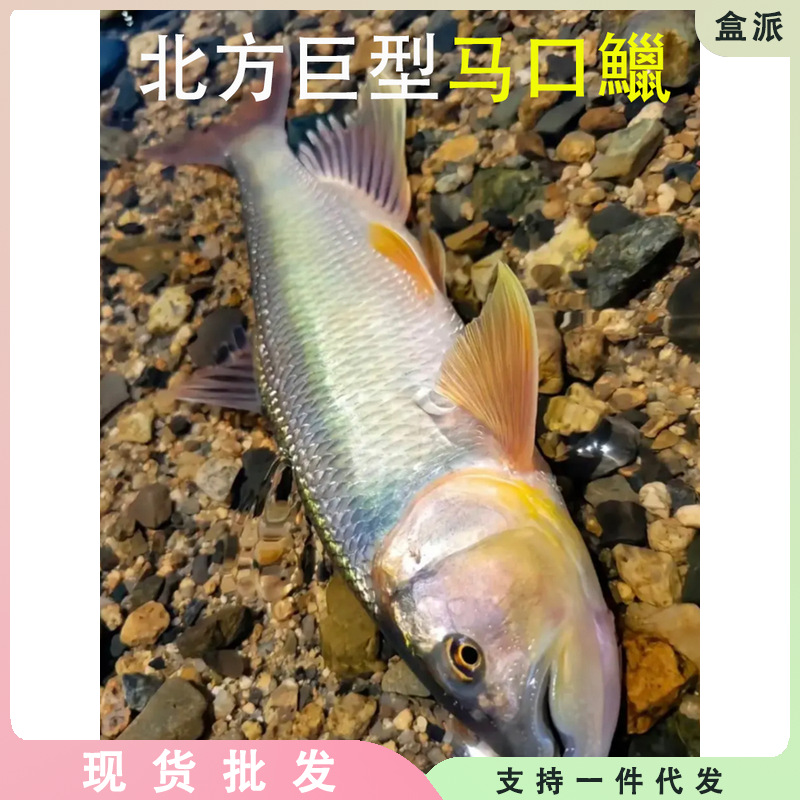 溪流缸马口鱼苗观赏鱼活体原生缸冷水鱼凶猛淡水鱼溪哥桃花鱼鱲